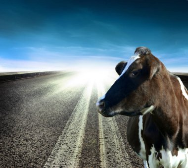 İnek yol kenarında duruyor.