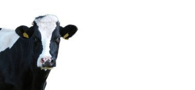 Beyaz arkaplanda inekler izole edildi