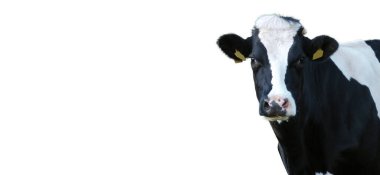 Beyaz arkaplanda inekler izole edildi