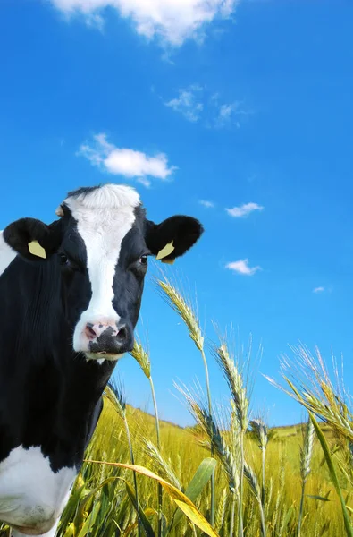 Witzige Kuh Milchkuh Mit Prärie Als Hintergrund — Stockfoto