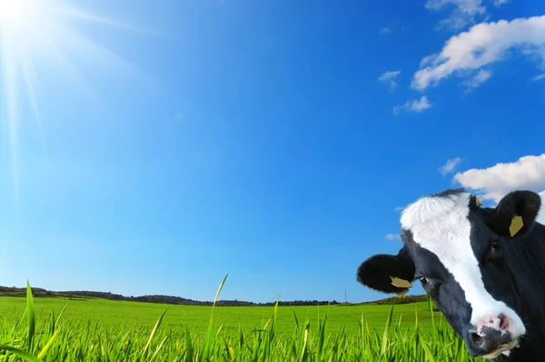 Vache Spirituelle Vache Laitière Avec Comme Arrière Plan Prairie — Photo
