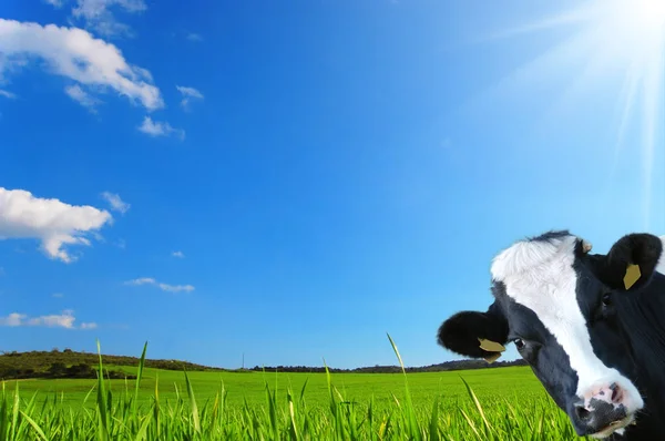 Witty Cow Dairy Cow Prairie Background — Stock Photo, Image