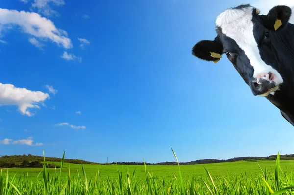 Witty Cow Dairy Cow Prairie Background — Stock Photo, Image