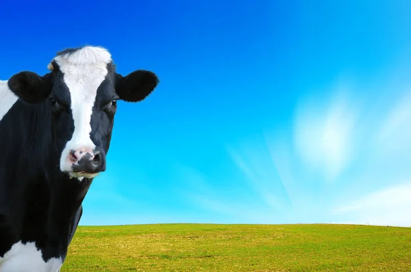 Witty Cow Dairy Cow Prairie Background — Stock Photo, Image