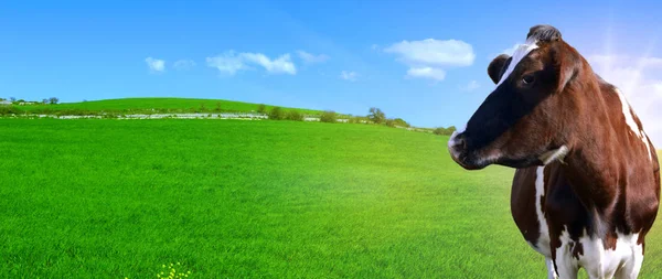 背景として緑の牧草地で前景に酪農牛 — ストック写真