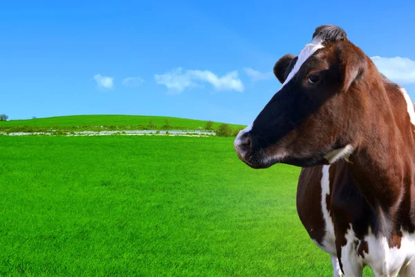 背景として緑の牧草地で前景に酪農牛 — ストック写真