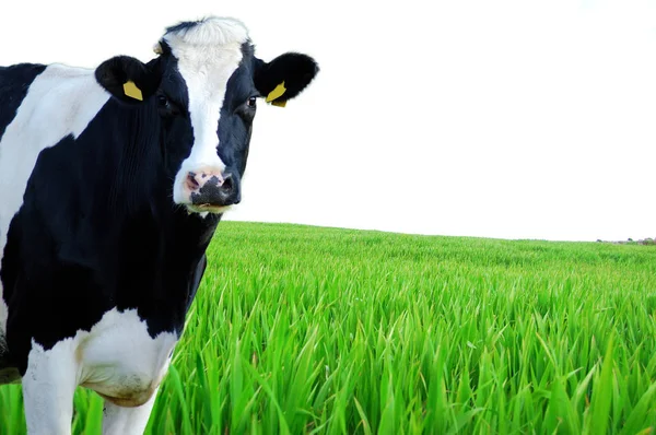 Dairy Cow Foreground Green Pasture Background — Stock Photo, Image