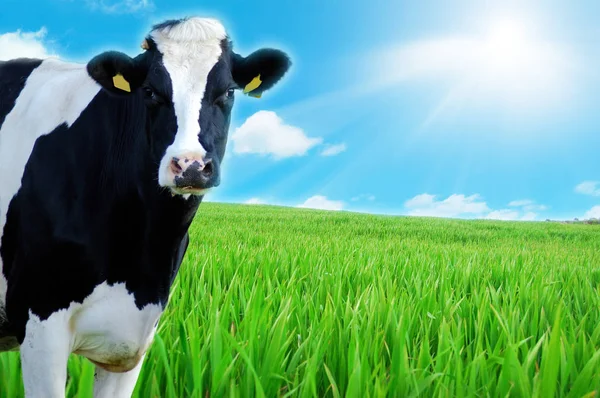 Vaca Lechera Primer Plano Con Pastos Verdes Como Fondo — Foto de Stock