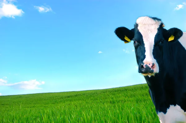 Vaca Leiteira Primeiro Plano Com Pasto Verde Como Fundo — Fotografia de Stock