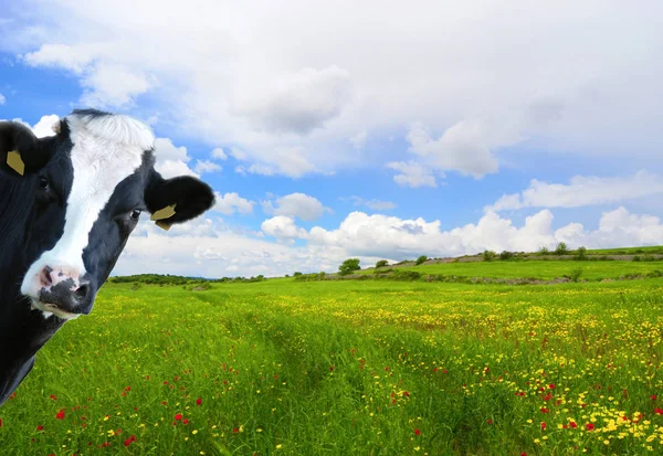 Vaca Ingeniosa Vaca Lechera Con Pradera Como Fondo — Foto de Stock