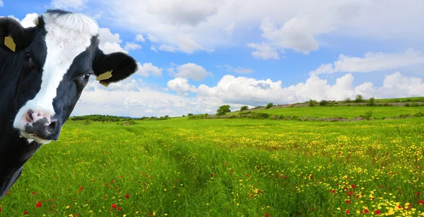 Vaca Espirituosa Vaca Leiteira Com Pradaria Como Pano Fundo — Fotografia de Stock