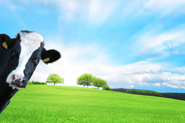 Witty Cow Dairy Cow Prairie Background — Stock Photo, Image