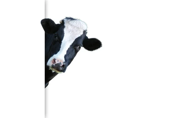 Vtipná Kráva Mléčná Kráva Prérií Jako Pozadí — Stock fotografie