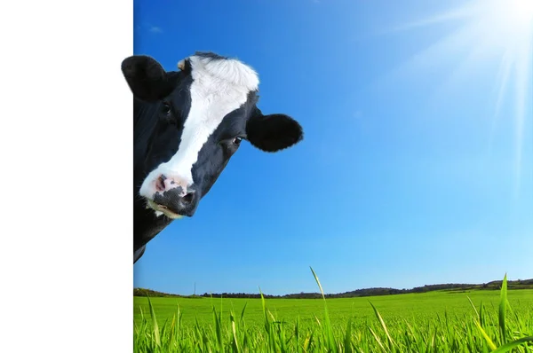 Witty Cow Dairy Cow Prairie Background — Stock Photo, Image