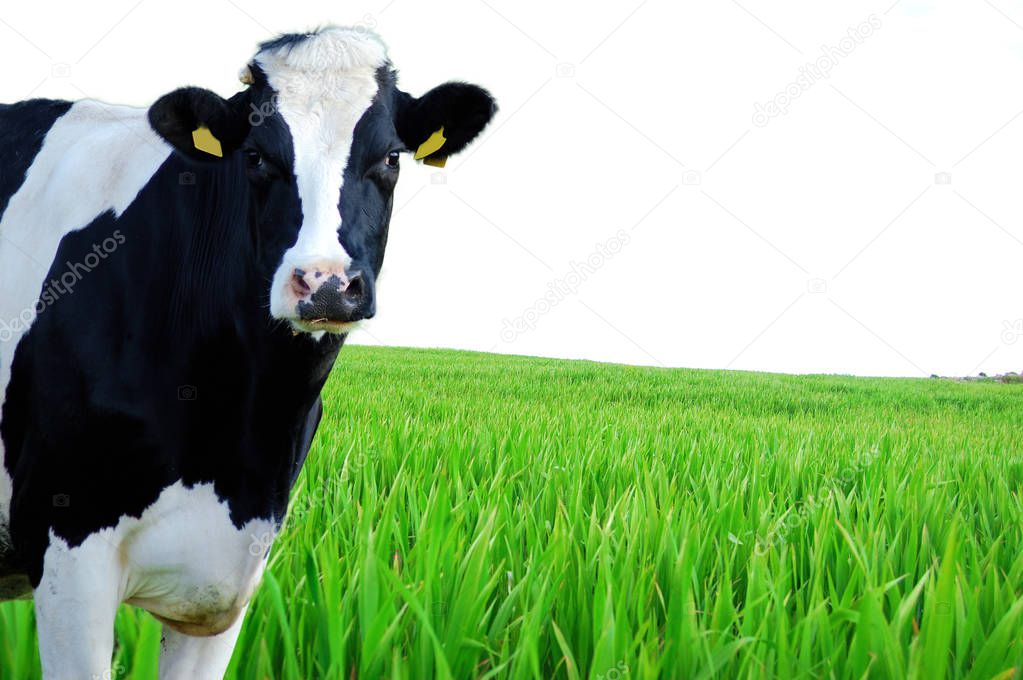 Dairy cow in the foreground with green pasture as a background