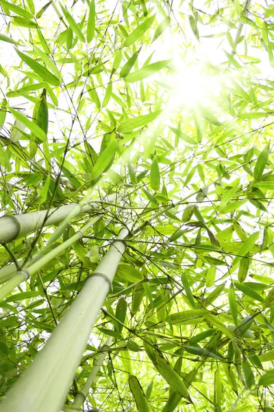 Zelený Bambusový Rákosový Les — Stock fotografie