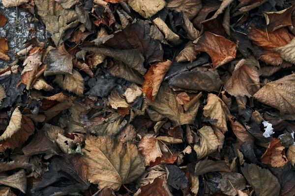Текстура Золотыми Сухими Листьями Упала Деревьев Осенью — стоковое фото