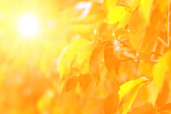 Gele Herfst Achtergrond Met Amerikaanse Druivenbladeren — Stockfoto