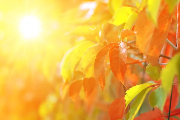 Gele Herfst Achtergrond Met Amerikaanse Druivenbladeren — Stockfoto