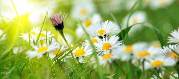 Petites Marguerites Parmi Les Brins Herbe Une Prairie — Photo