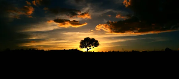 Silhouette Oak Tree Sunset — Stock Photo, Image