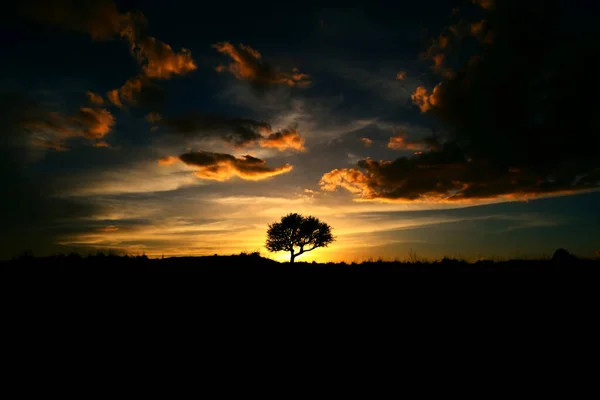 Silhouette Oak Tree Sunset — Stock Photo, Image