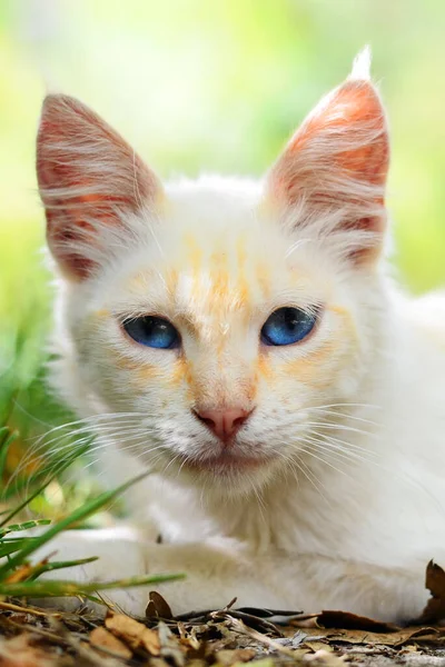 Belo Close Gato Branco Com Olhos Azuis — Fotografia de Stock