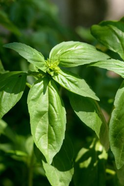 Yaz güneşiyle aydınlanan fesleğen bitkisi