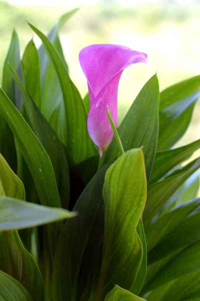Rosa Farbe Calla Lilie Blume — Stockfoto