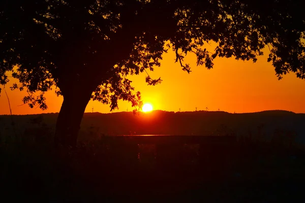 Silhouette Tree Glowing Sunset Horizon — Stock Photo, Image