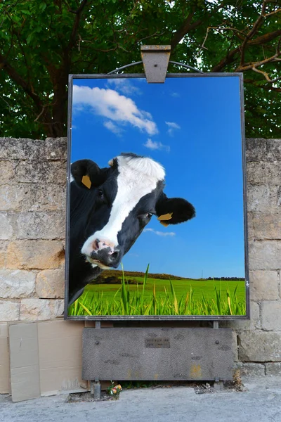 Bacheca Poster Posting Cow Guardare Con Uno Sfondo Una Prateria — Foto Stock