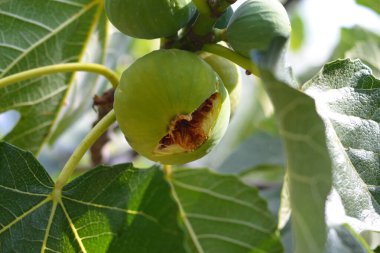 İncir meyvesi. Ortada olgun incir..