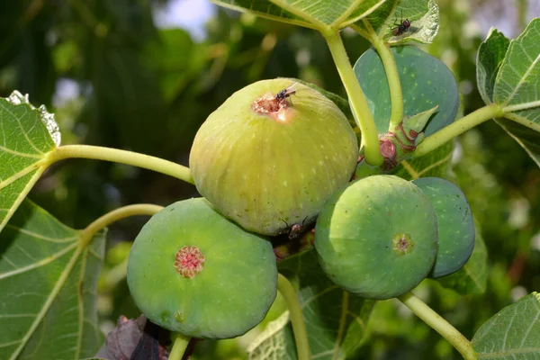 Frutti Fico Sul Fico Fico Maturo Nel Mezzo — Foto Stock