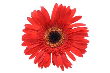 Kızıl gerbera beyaz arka planda izole edildi. Margarita Barberton..