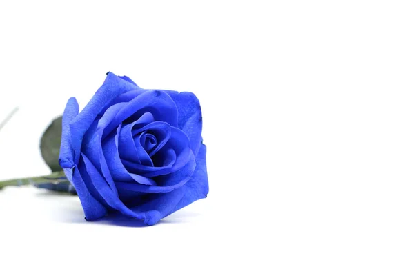 Rosa Azul Aislada Sobre Fondo Blanco — Foto de Stock