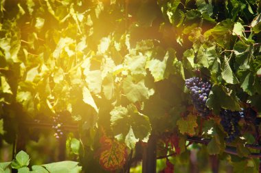 Üzüm ağacını kapatın. Güneş batarken sarmaşıktan sarkan kırmızı şarap üzümleri ve arka planda böğürtlen ve üzüm yaprakları..