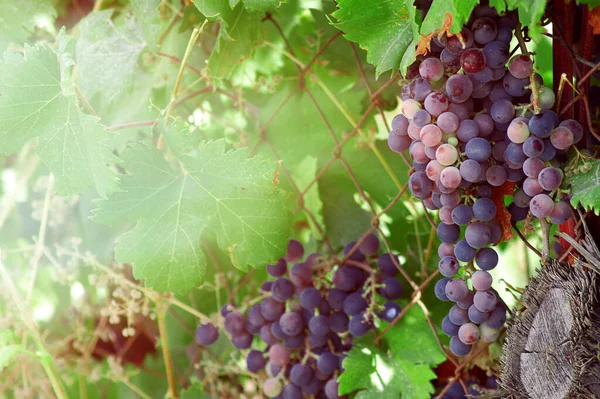 Racimo Uvas Vino Tinto Colgando Una Vid Sol Poniente Telón —  Fotos de Stock