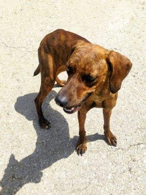 Maremmano Hound, avcılığıyla tanınan bir İtalyan cinsi, güneş ışığı altında bir kır yolunda yakalandı. Avlanma, evcil hayvanlar ve kırsal yaşam temaları için ideal.