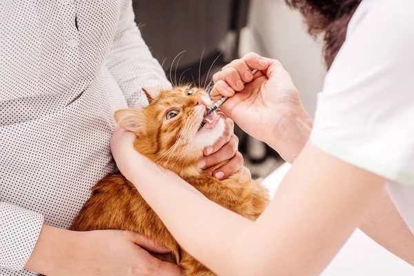 Кошка получает таблетку от ветеринаров в ветеринарной клинике . — стоковое фото
