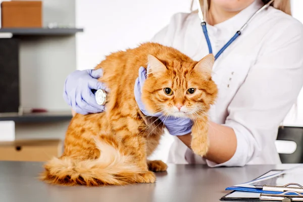 Tierarzt mit Stethoskop untersucht Katze beim Tierarzt — Stockfoto