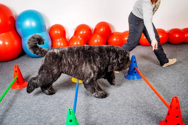 Entrenamiento de perros —  Fotos de Stock