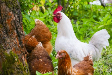 Beyaz horoz ve kahverengi tavuk Köyü