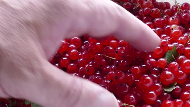 Una cosecha de grosellas rojas y dedos — Vídeos de Stock