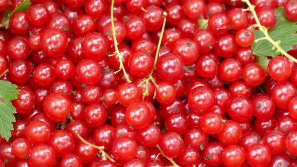 The crop of red currant — Stock Video
