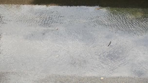 夏季雨和汽车车轮 — 图库视频影像