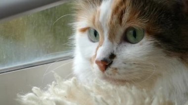 hareketli göz renkli kedi