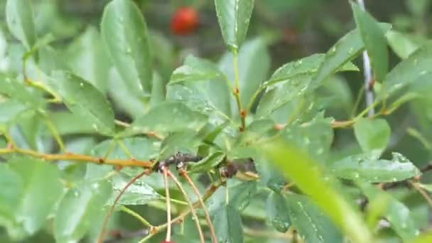 Cerezo en un árbol bajo la lluvia en el jardín — Vídeos de Stock