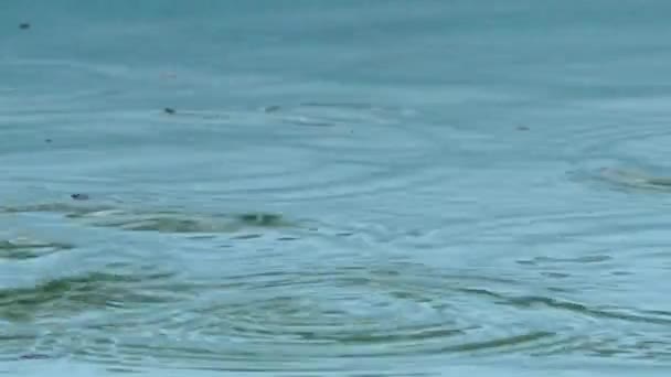 Burbujas de lluvia goteando en la piscina — Vídeo de stock