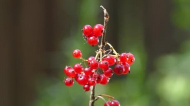 Ellerinizle frenk üzümü toplama