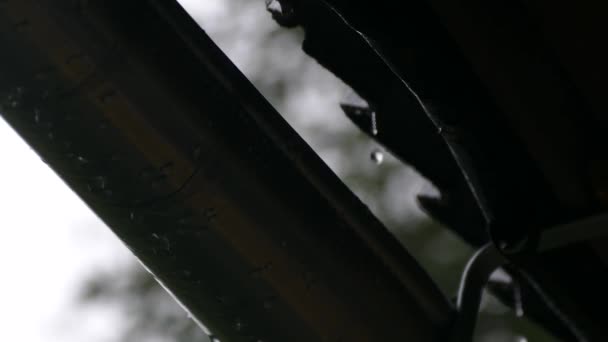 집의 배수구에서 빗방울 — 비디오